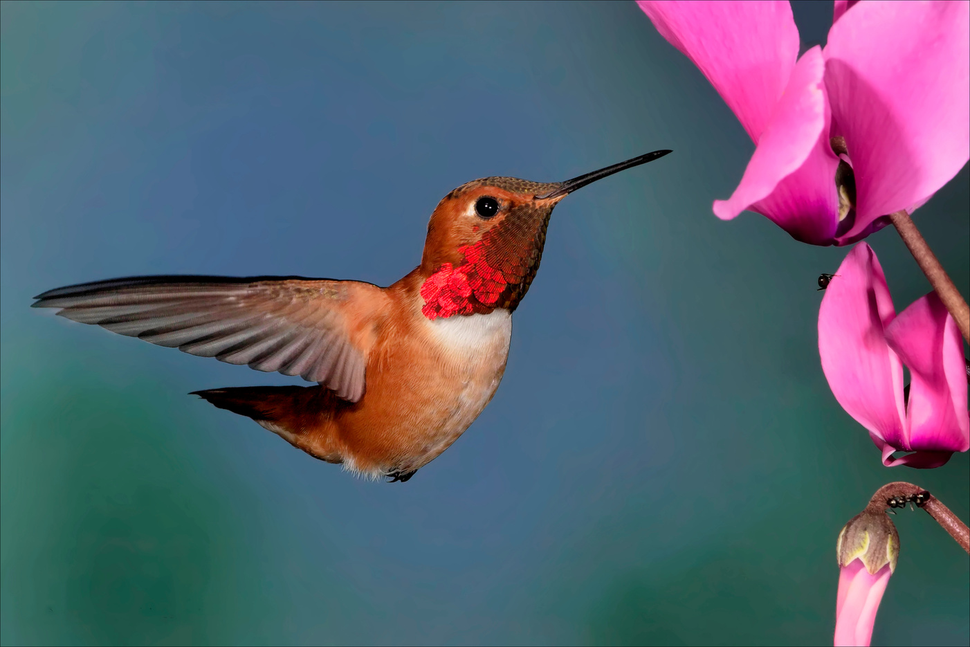 Humming Bird