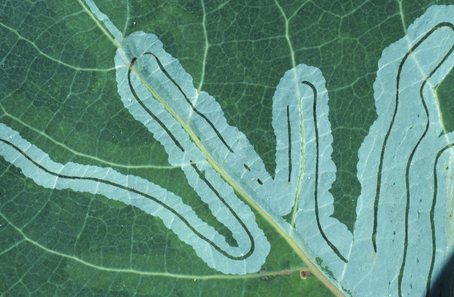 Pattern left by leafmining insect larva