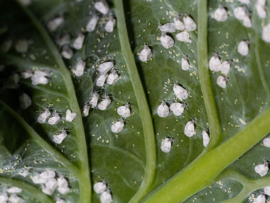 Whitefly Aleyrodes proletella agricultural pest on cabbage leaf