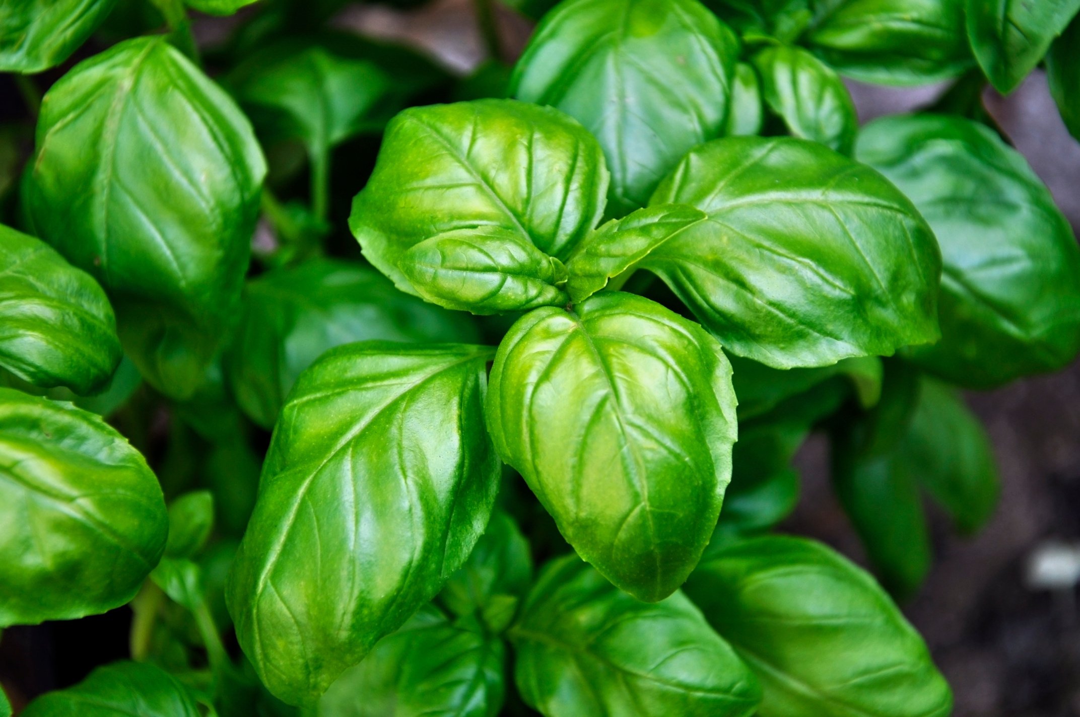 Basil