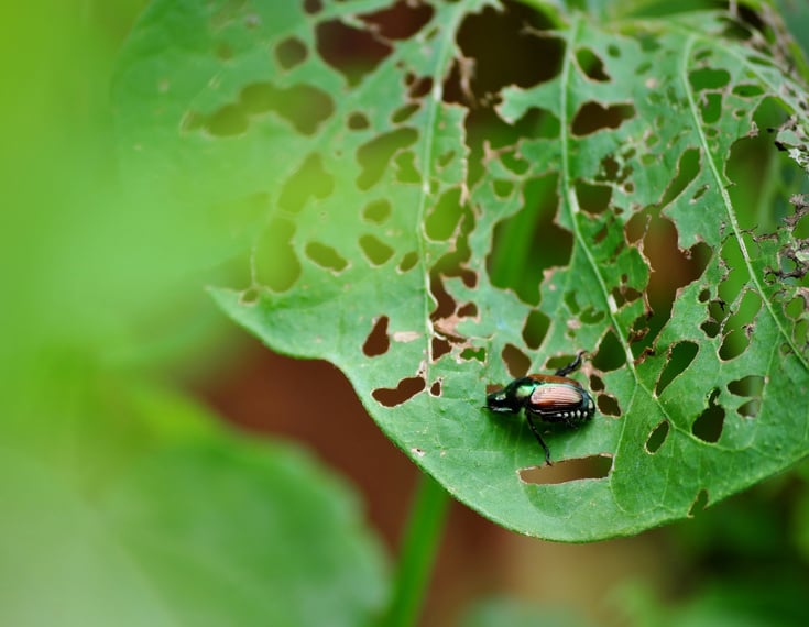 Japanese beetle eating plant leaf.