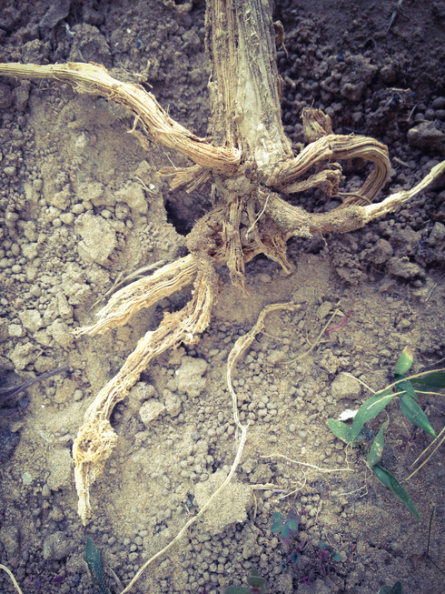 Root Rot