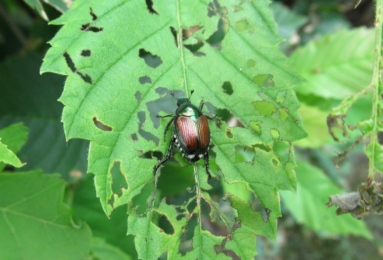 Nature, ' A Japanese Beetle, Invasive Species'