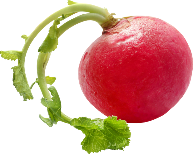 Fresh Small Radish