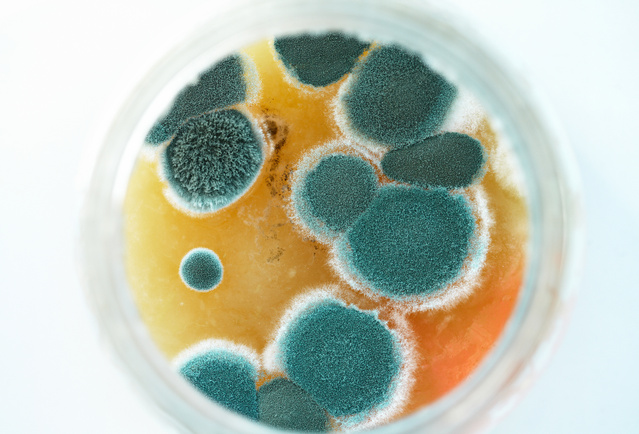 Mold on Petri Dish