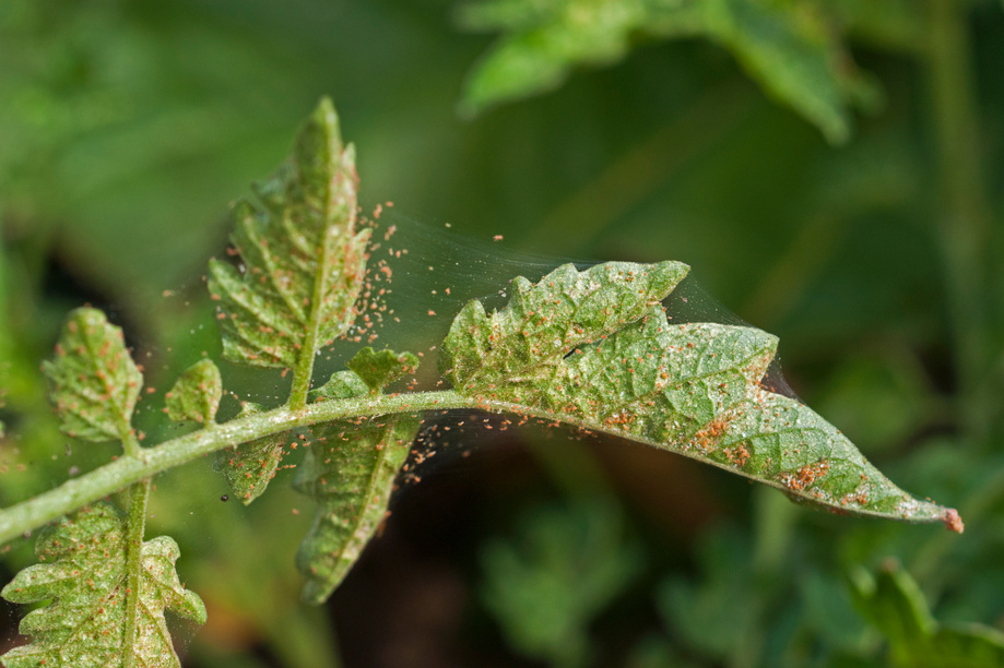 Spider mite infestation.