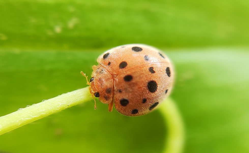 Macro close up of Mexican bean beetle bug on green leaf, ladybug, Henosepilachna