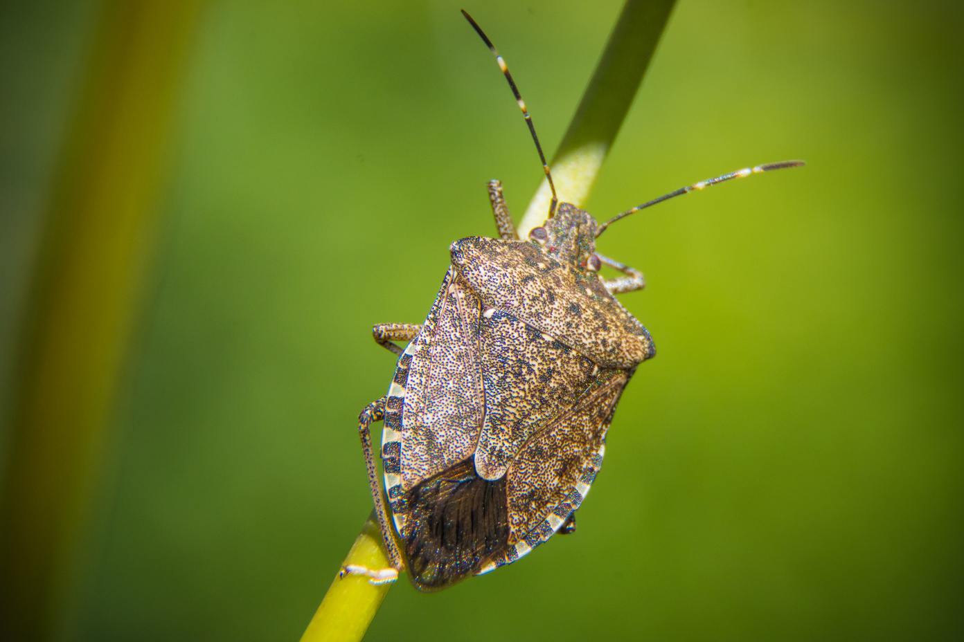 Stink Bug