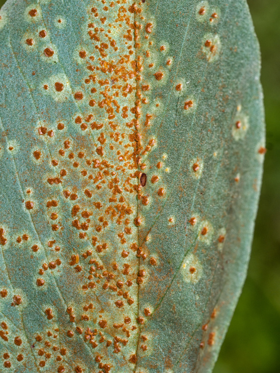 Rust on Broad Bean Plant 