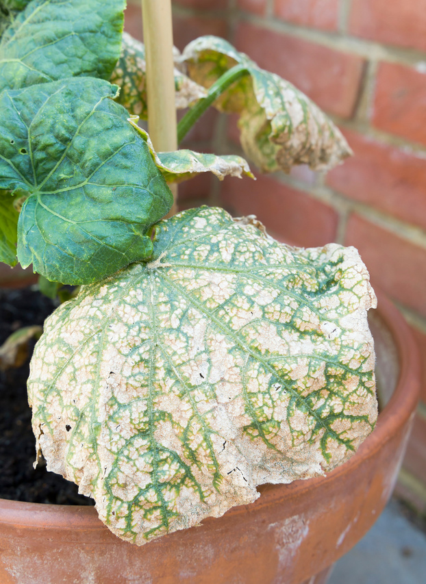 Cucumber mosaic virus growing on a cucumber plant, UK