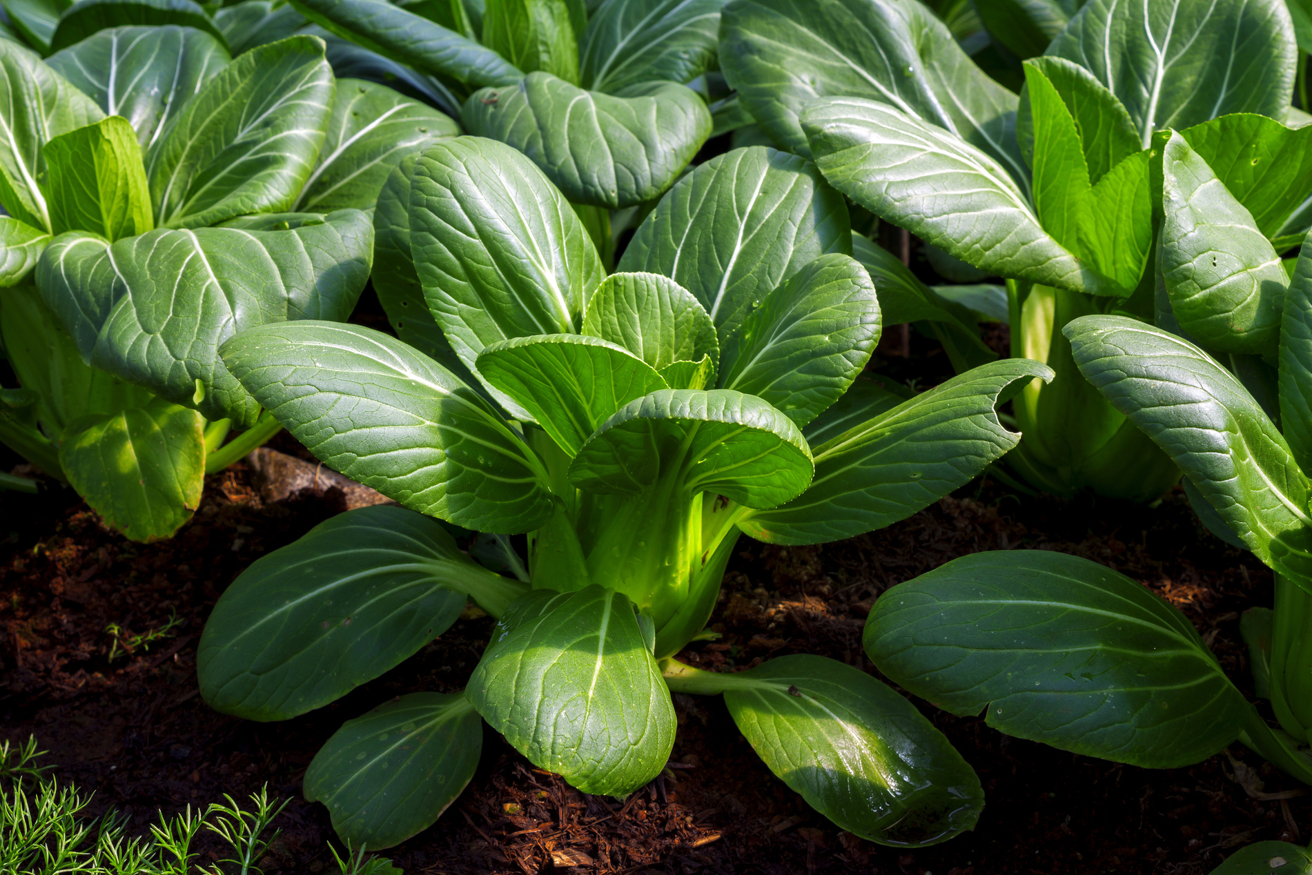 baby pak choi or bok choy