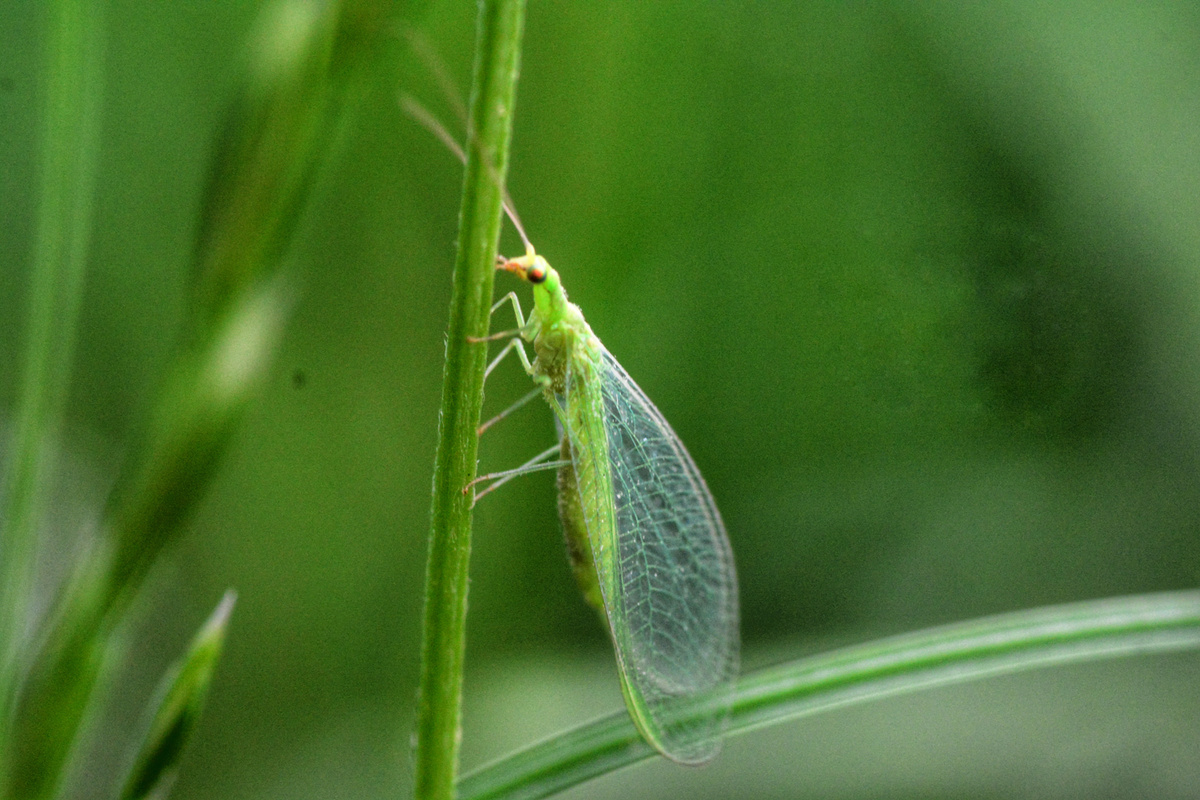 Lacewing