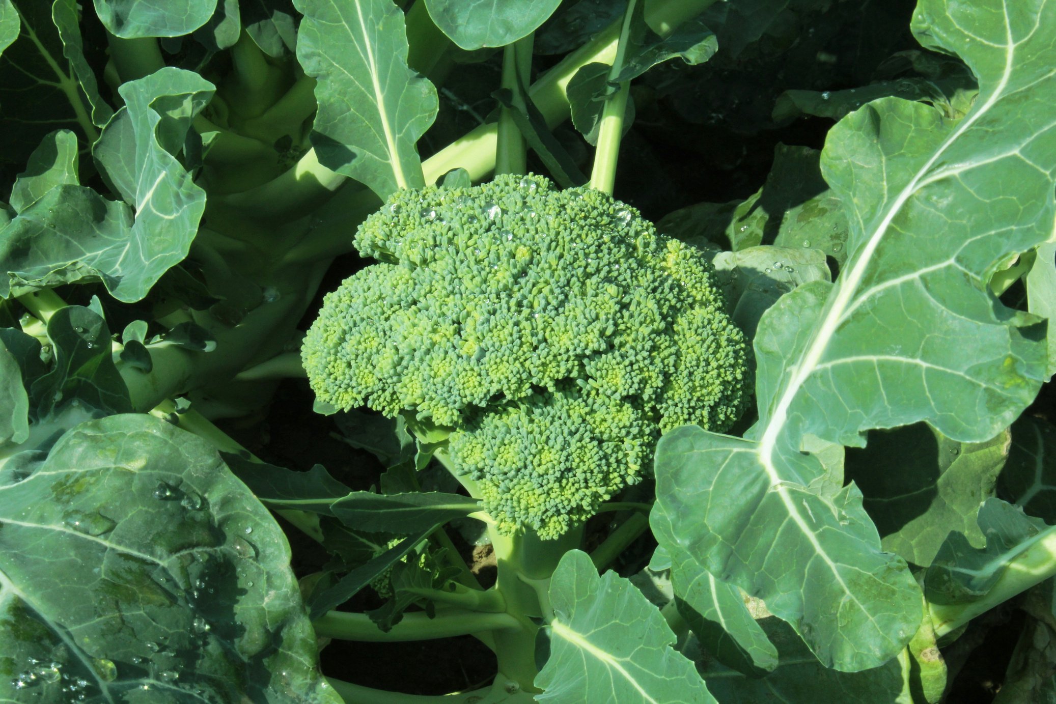 Fresh green broccoli