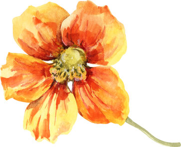 Nasturtium flower. Watercolor illustration.