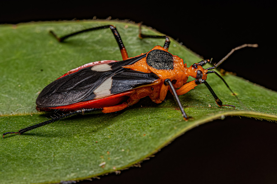 Assassin Bug on a Leaf