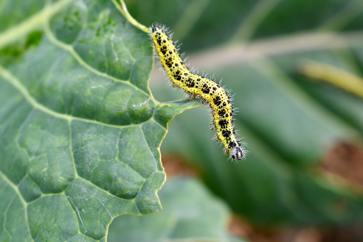 cabbage  worm