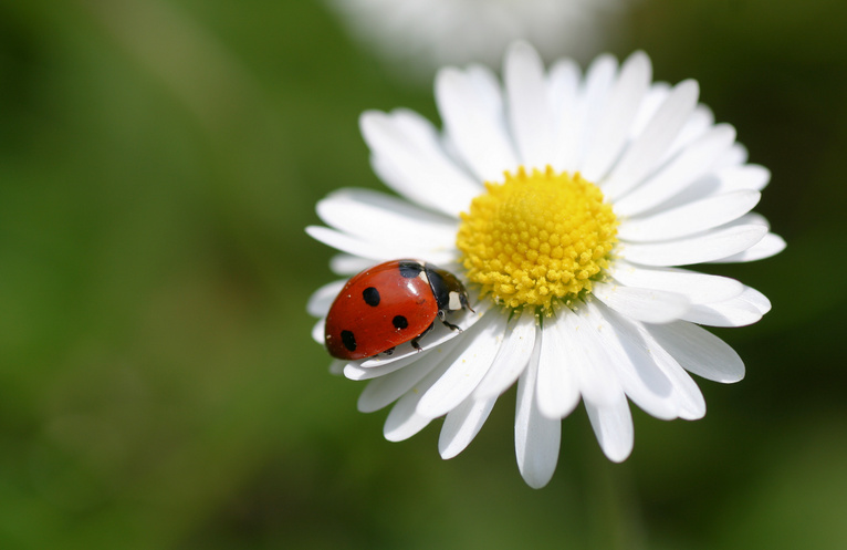 lady bug