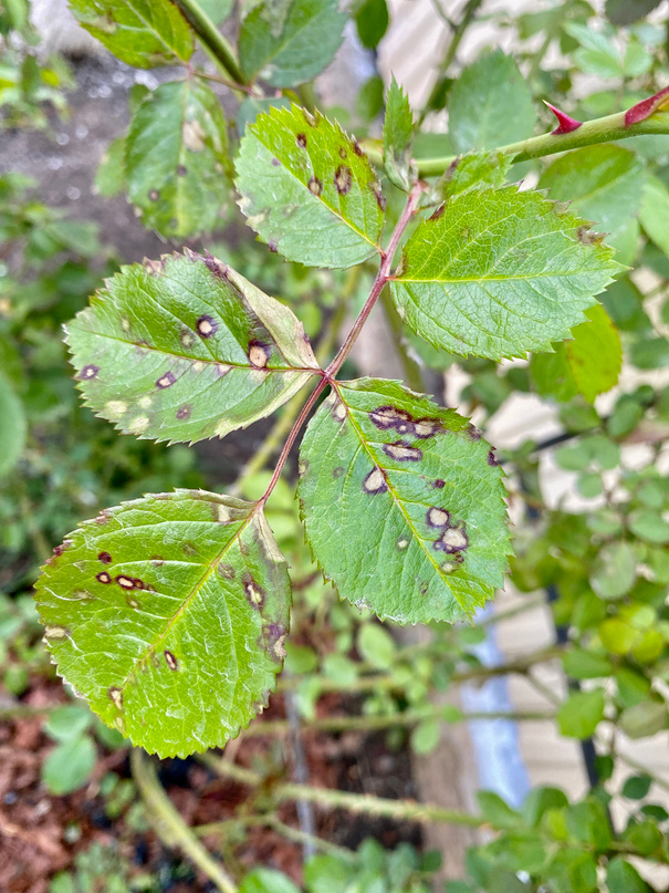 Sick rose leaves with spots of black spotting, rot, bacterial disease, fungus