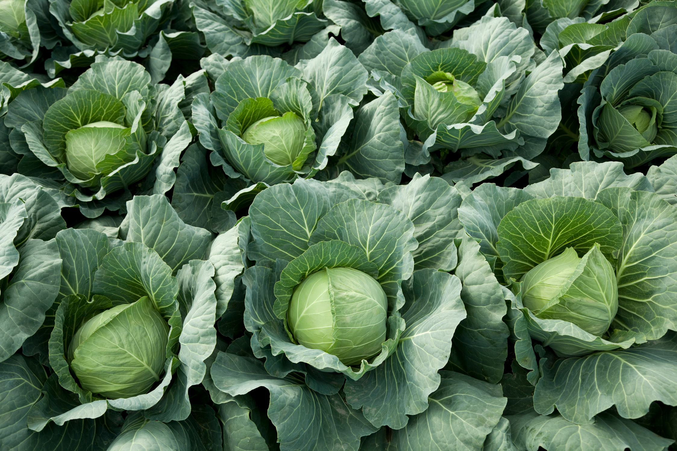 cabbages