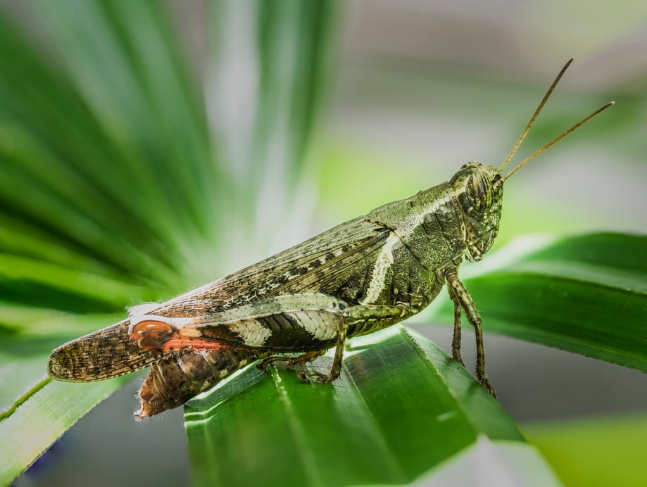 grass hopper