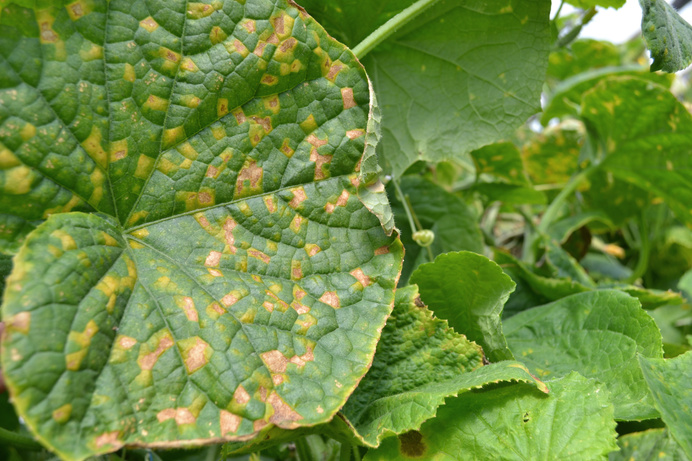 Cucumber leaves affected by downy mildew