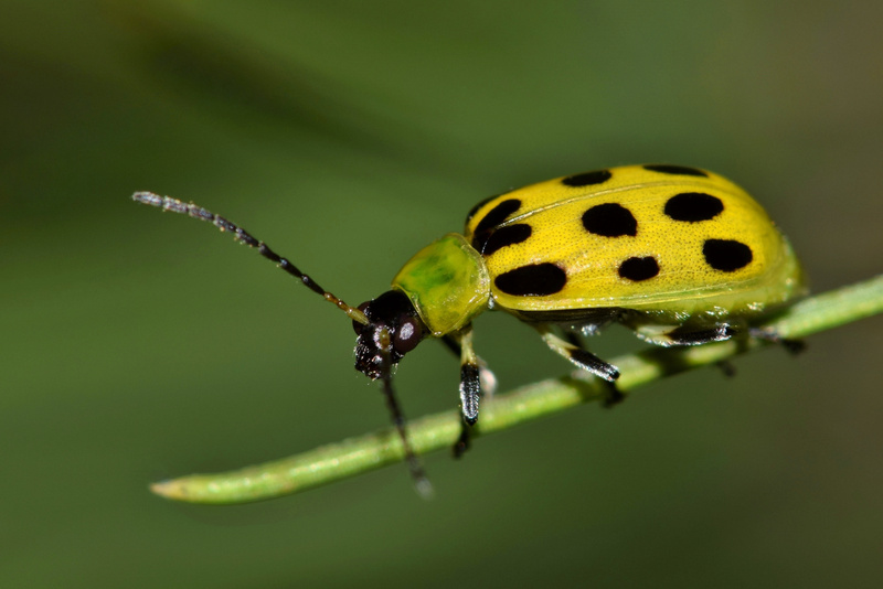 Cucumber Beetle