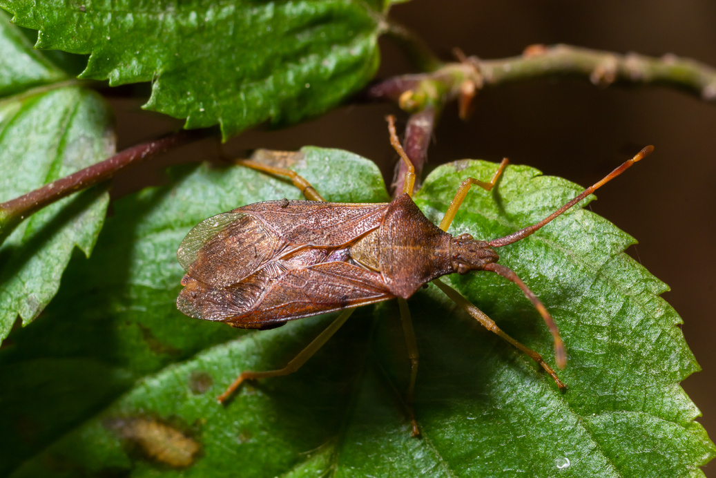 Squash bug Coreus marginatus. Dock bug Coreus marginatus on