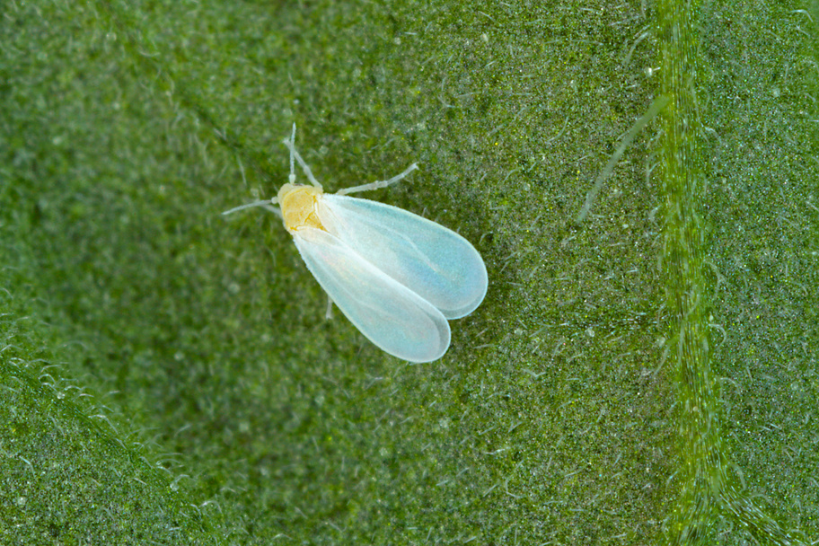 The glasshouse whitefly or greenhouse whitefly - Trialeurodes vaporariorum. It is dangerous pest of many plants.