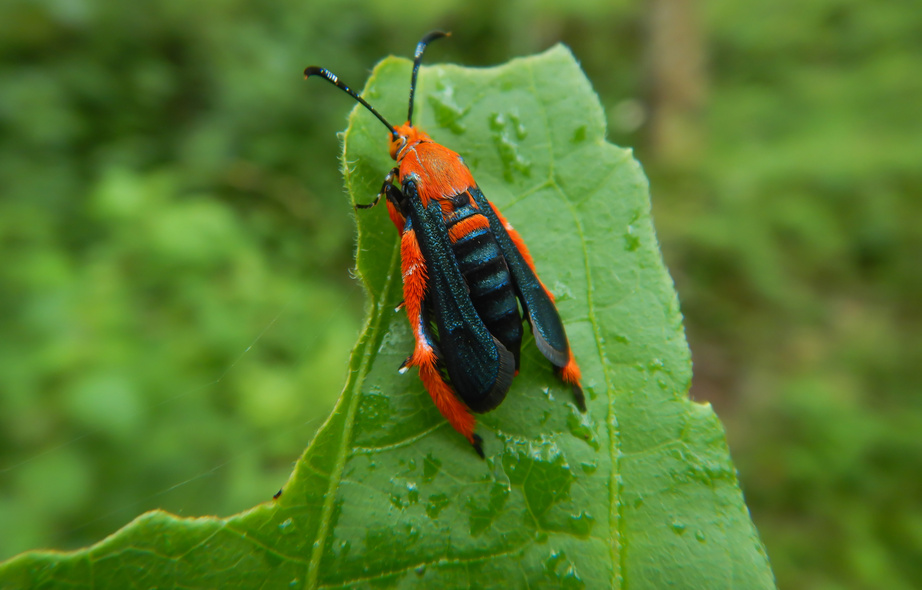 Melittia notabilis on a green leaf, clearwing borer, sesiidae