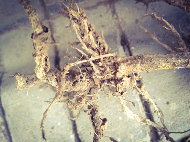 Root Rot