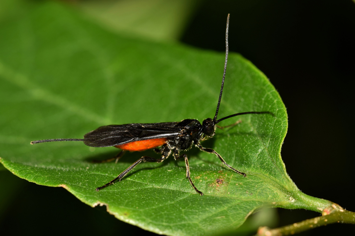 Braconid Wasp