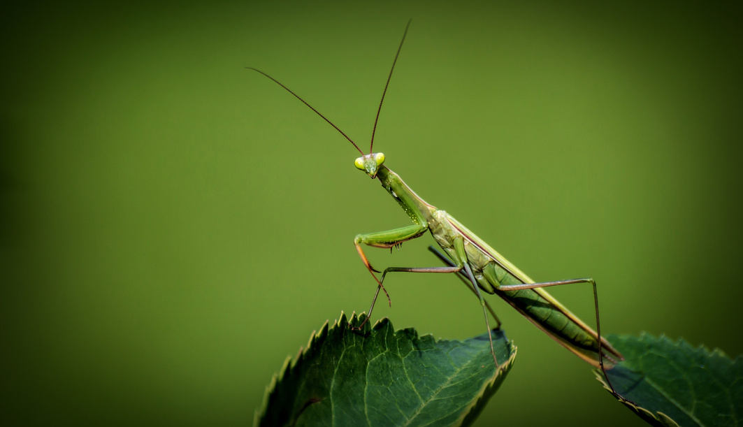 Praying Mantis on a Leaf