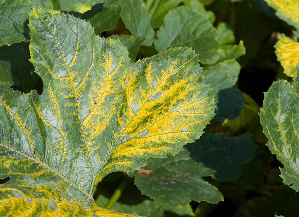 Yellow zucchini mosaic virus on a zucchini (courgette) plant, UK