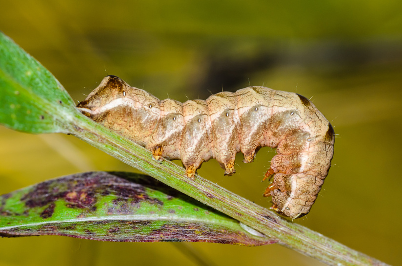 Brown caterpillar cutworm