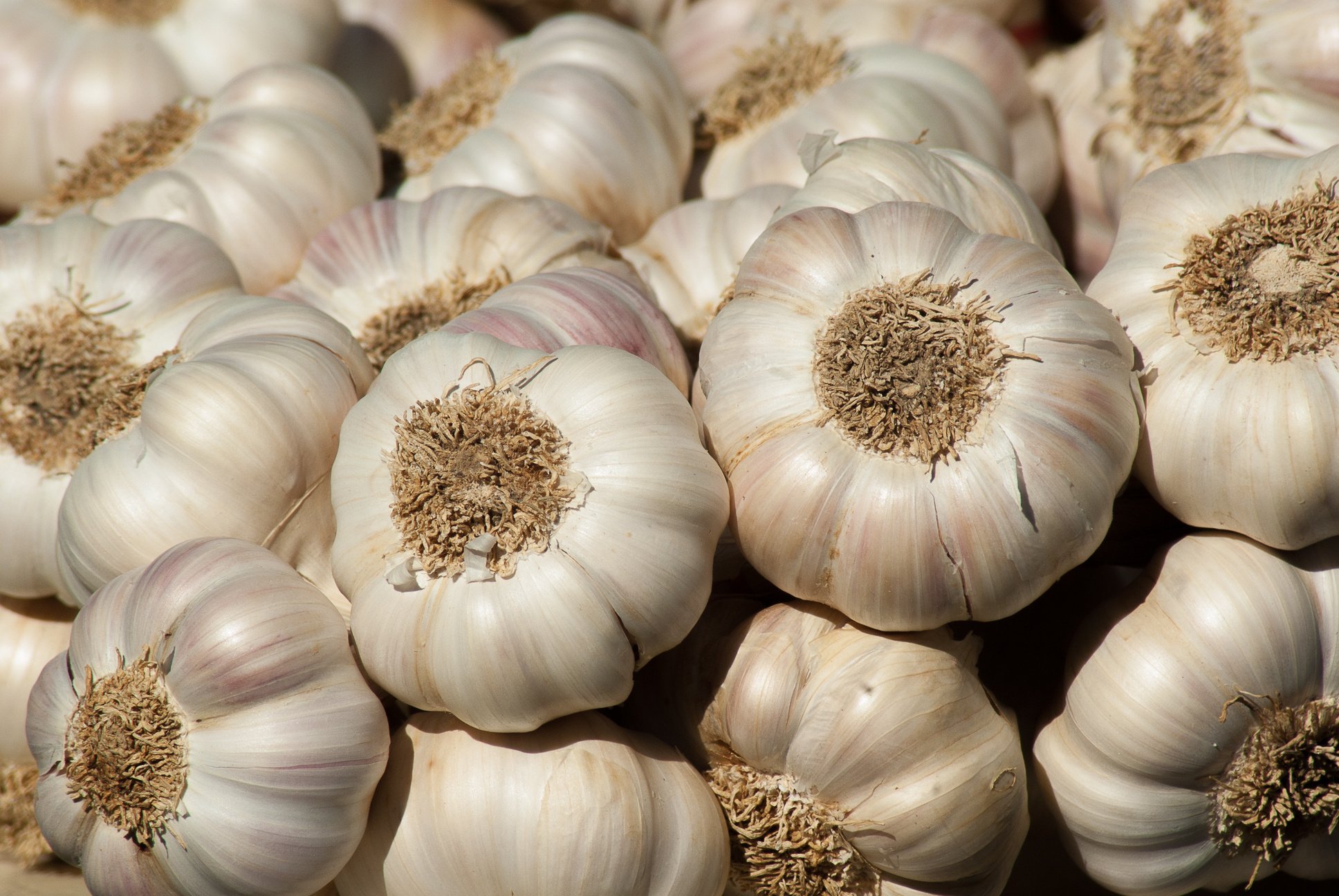 A Bunch of Garlic