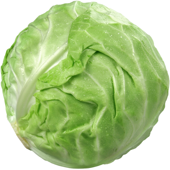 Cabbage - Isolated Image