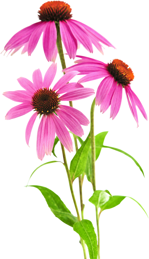 Echinacea Purpurea Plant