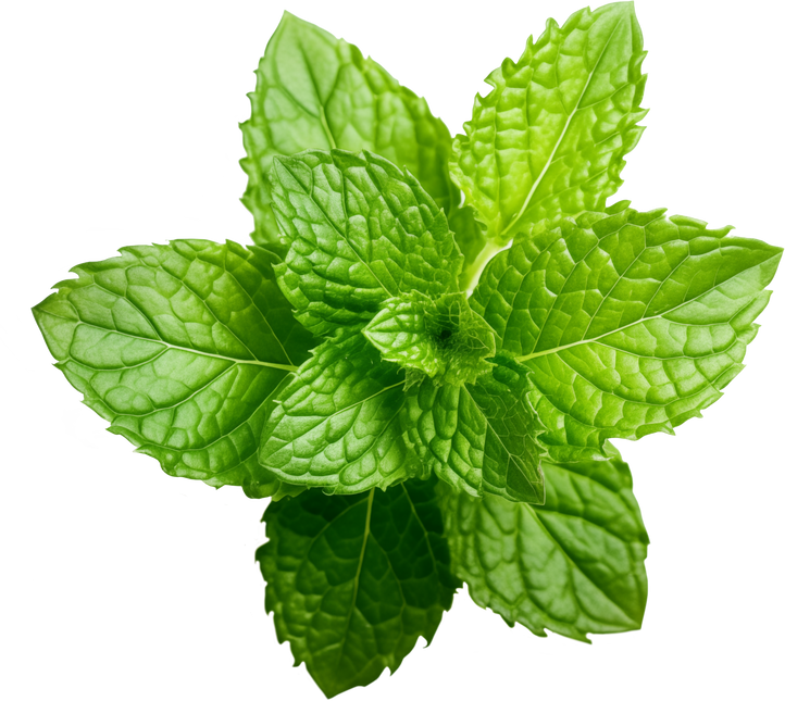 Mint Leaves