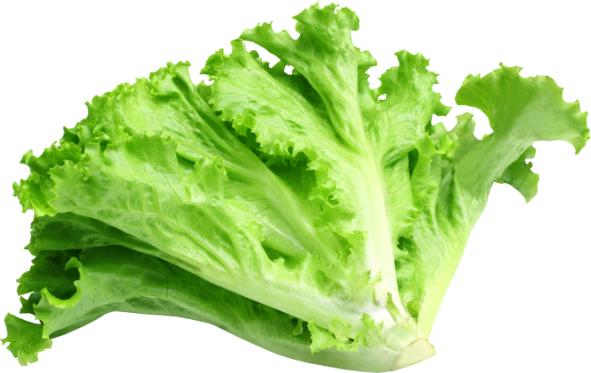 Fresh Organic Lettuce