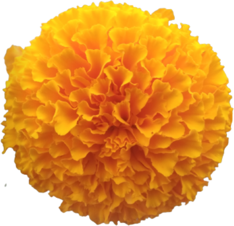 Marigold Flower Isolated