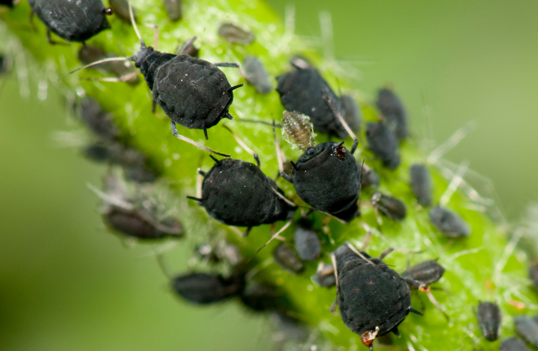 Aphids