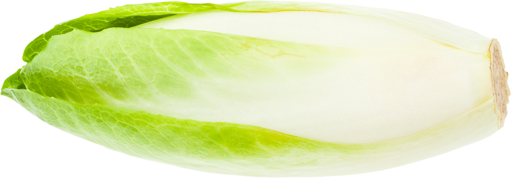 Single Fresh Belgian Endive (Chicory) Isolated
