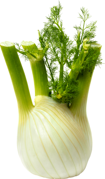 Florence Fennel Bulb 