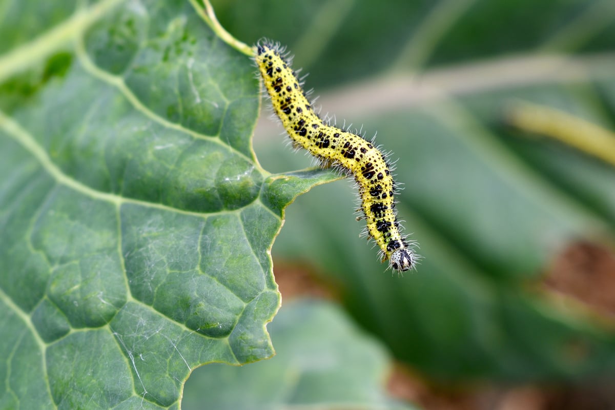 cabbage  worm