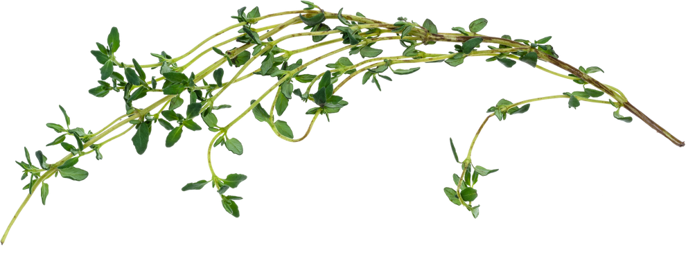 Fresh Thyme Twig 