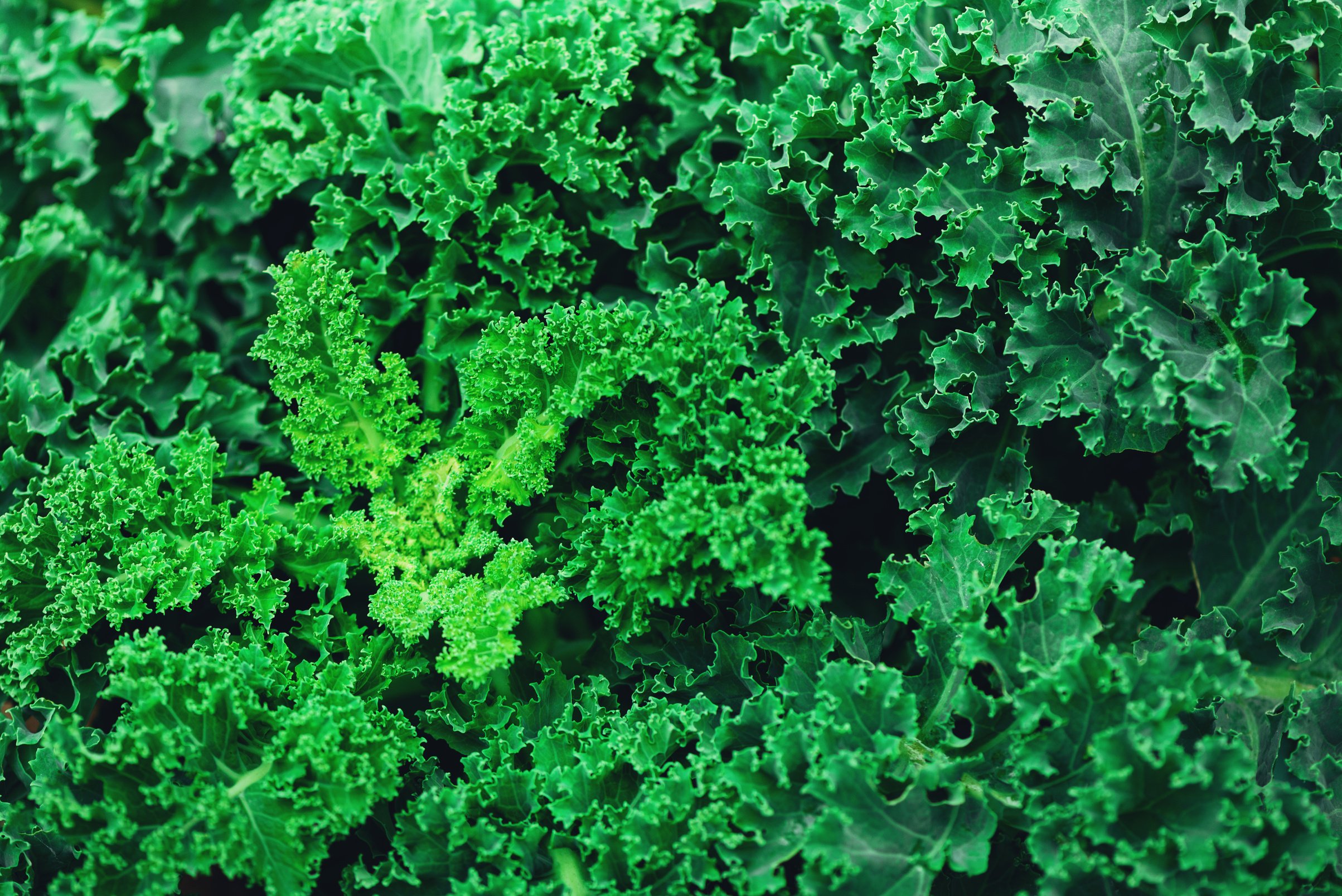 Fresh Organic Kale