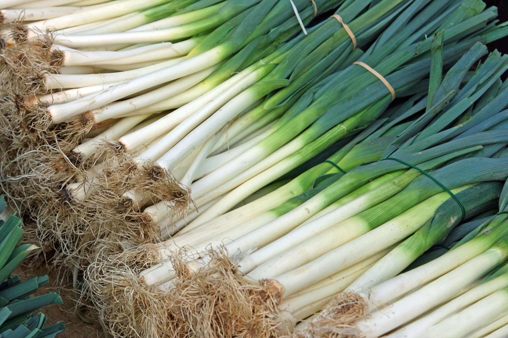 Leek