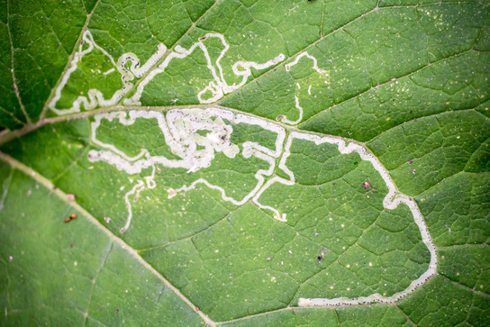 Pest on a leaf - leaf miner fly - larva eats passages in the leaf - Agromyzidae