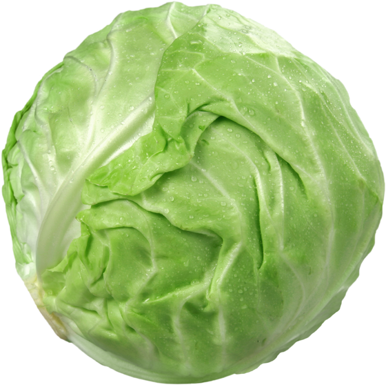 Cabbage - Isolated Image