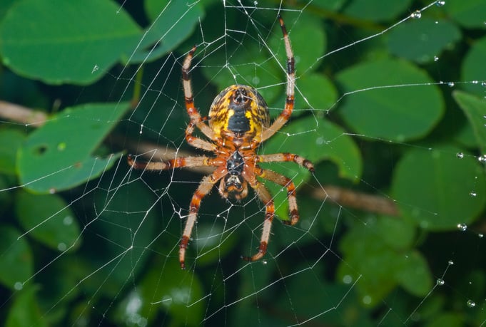 Spider on spider-web